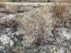 Ammodendron bifolium