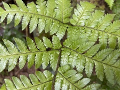 Ctenitis subglandulosa