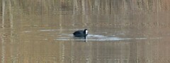 Fulica atra