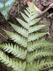 Ctenitis subglandulosa