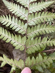 Ctenitis subglandulosa