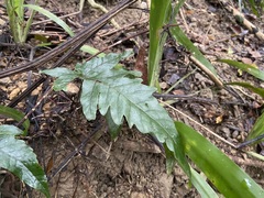 Tectaria phaeocaulis