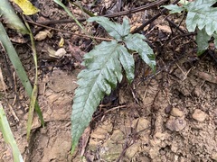 Tectaria phaeocaulis