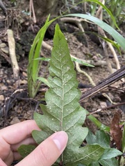 Tectaria phaeocaulis