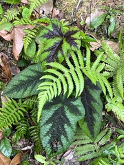 Rubus reflexus