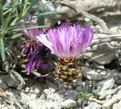 Psephellus carbonatus