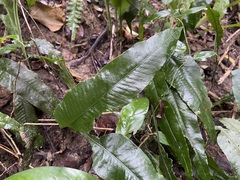 Leptochilus wrightii