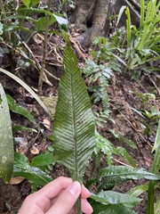 Leptochilus wrightii