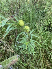 Gomphocarpus physocarpus