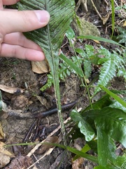 Leptochilus wrightii