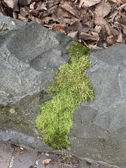 Brachythecium albicans