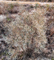 Ammodendron bifolium