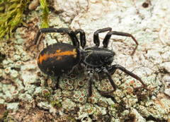 Nyssus