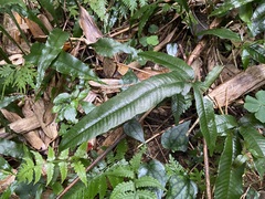 Grypothrix triphylla