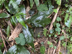 Grypothrix triphylla