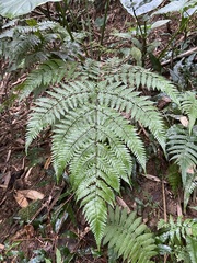 Ctenitis subglandulosa