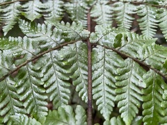 Ctenitis subglandulosa