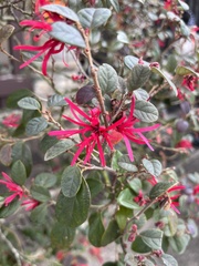 Loropetalum chinense