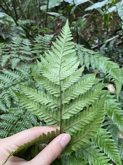 Ctenitis subglandulosa