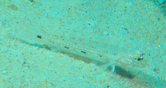 Istigobius decoratus