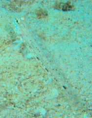 Istigobius decoratus