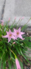 Zephyranthes carinata