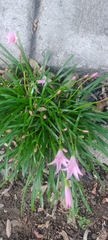 Zephyranthes carinata