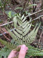 Arachniodes pseudoaristata