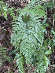 Arachniodes pseudoaristata