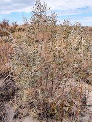 Ammodendron bifolium