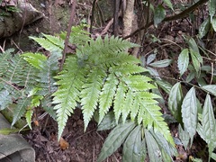 Ctenitis subglandulosa