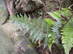 Ctenitis subglandulosa