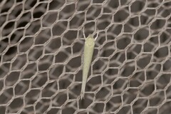 Stegommata sulfuratella