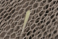 Stegommata sulfuratella