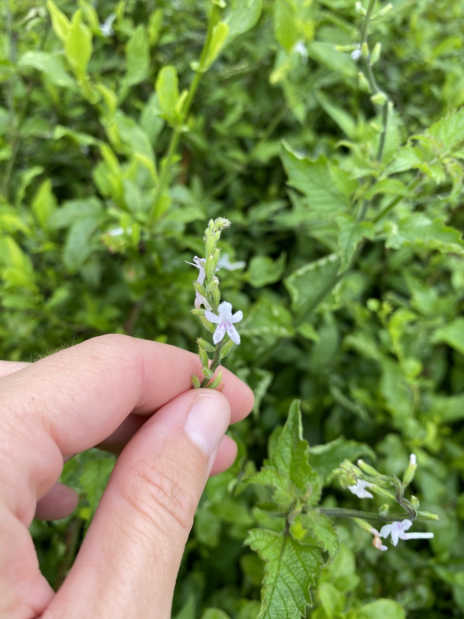 Imagem de Priva flabelliformis