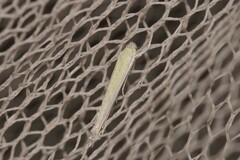 Stegommata sulfuratella