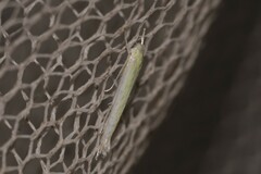 Stegommata sulfuratella