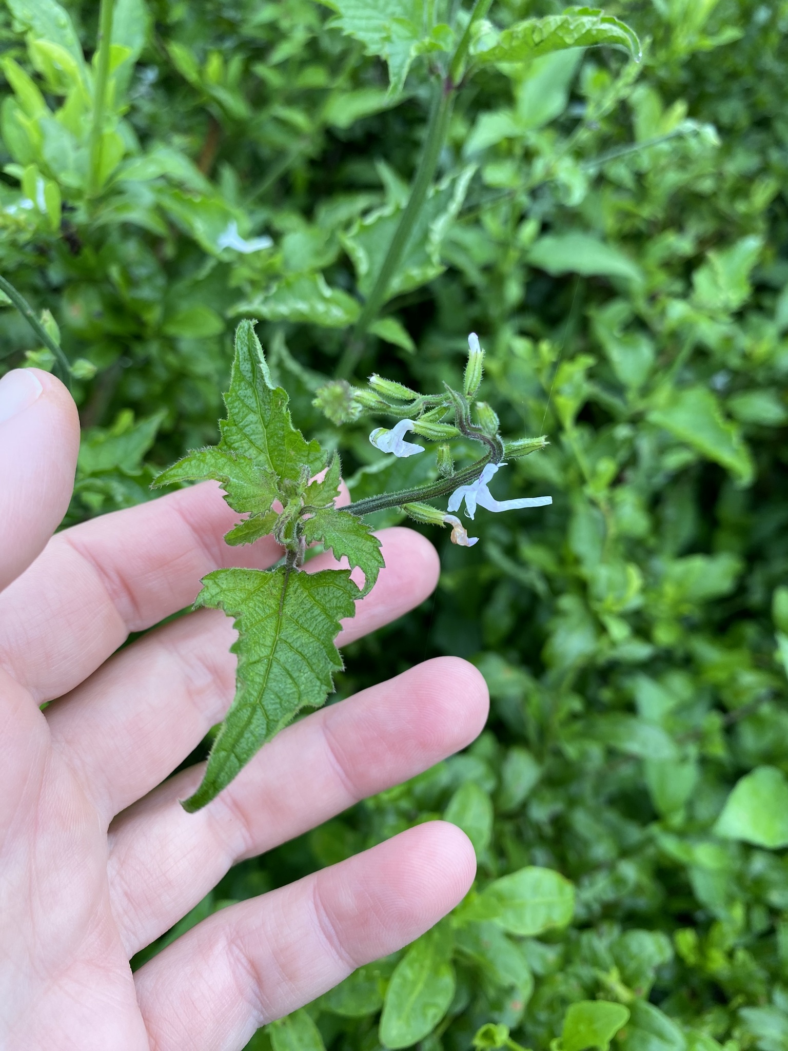 Imagem de Priva flabelliformis