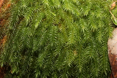 Pyrrhobryum spiniforme