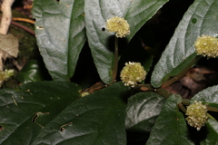 Elatostema reticulatum