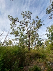 Eucalyptus tasmaniensis
