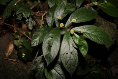 Elatostema reticulatum
