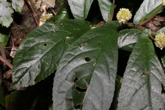 Elatostema reticulatum