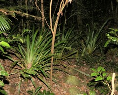 Helmholtzia glaberrima