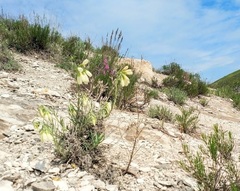 Onosma tanaitica