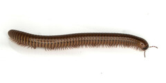 Pachyiulus cattarensis