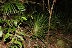 Helmholtzia glaberrima