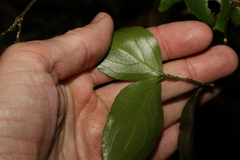 Daphnandra apatela