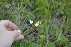 Lathyrus pannonicus collinus