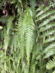 Phegopteris decursive-pinnata